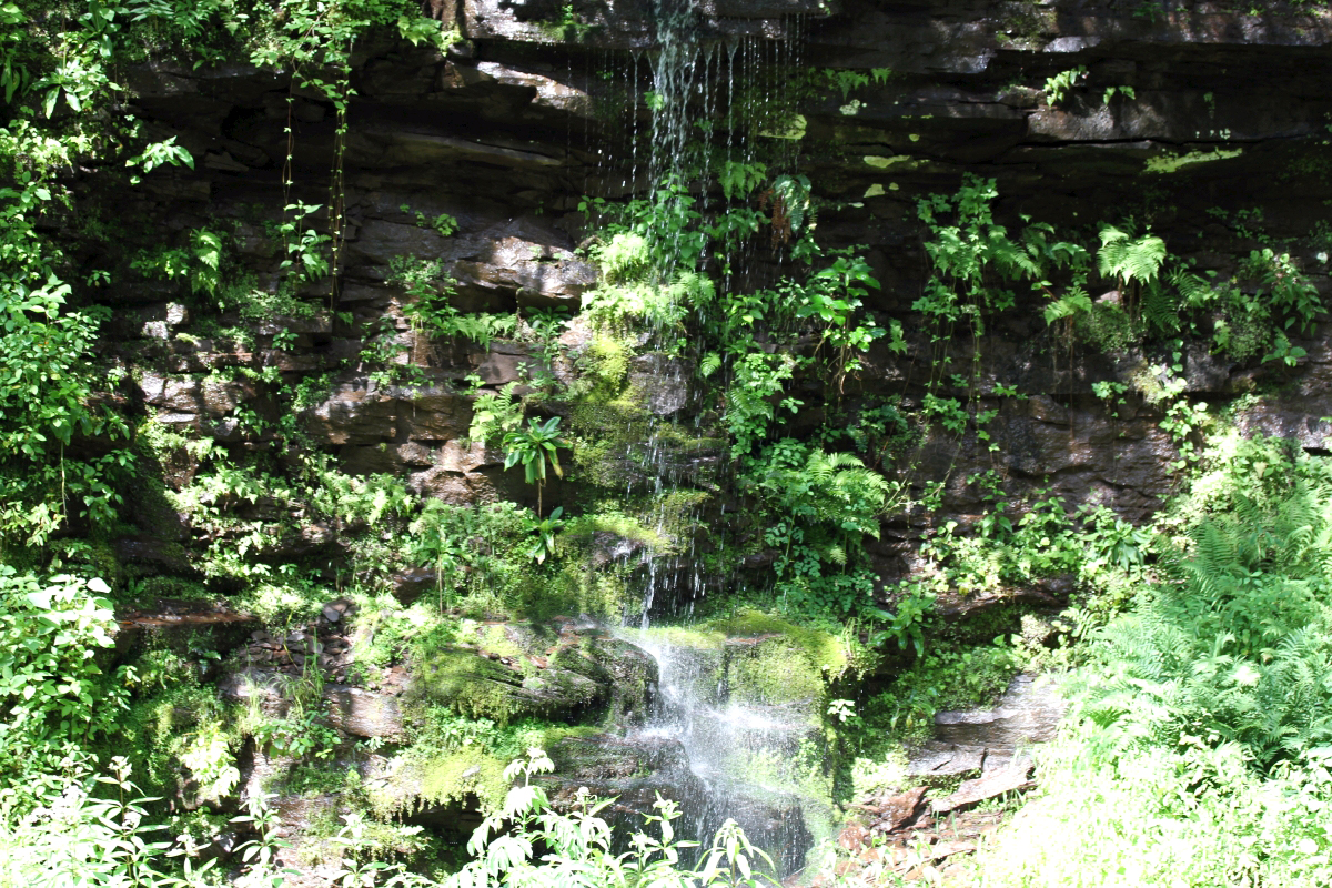 Cryptogramma stelleri habitat
