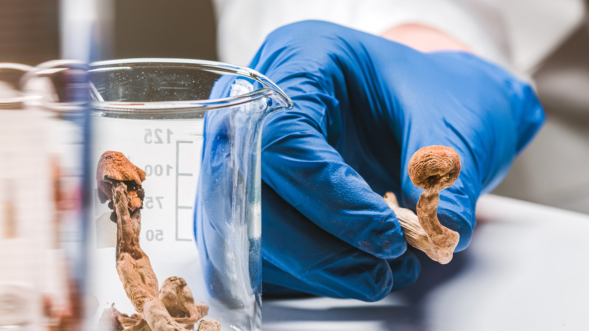 A gloved hand holds a sample of psilocybin mushrooms in a research setting